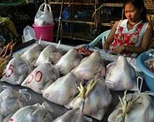 Увеличават се жертвите на птичия грип в Индонезия