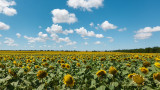 Зърнопроизводители алармират: Украински слънчоглед се внася у нас като румънски