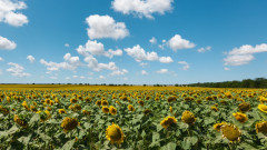 Зърнопроизводители алармират, че слънчоглед от Украйна се внася като румънски