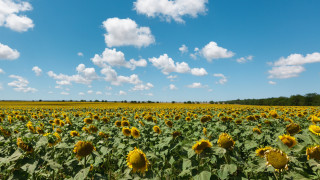 371 земеделски стопани кандидатствали за извънредната финансова помощ за слънчоглед
