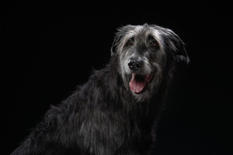 Шотландски дирхаунд