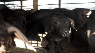 55 000 животни загинаха при пожар в германска свинеферма