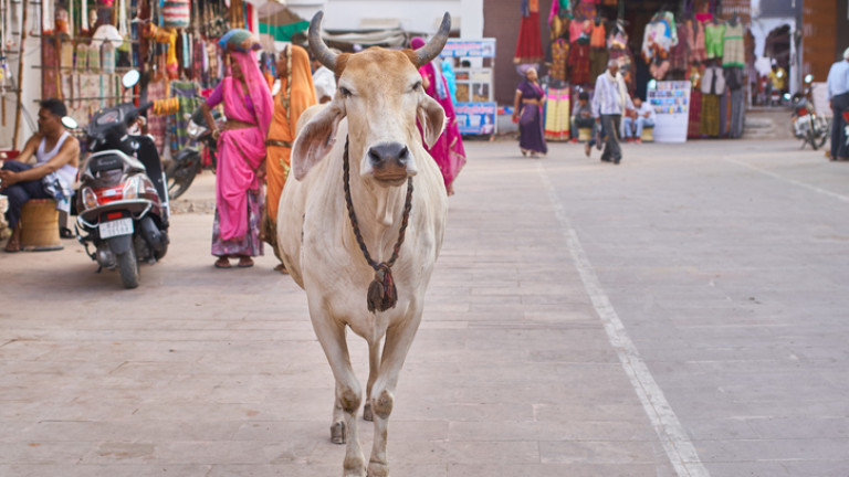 На съд за кражба на кравешки изпражнения - в Индия