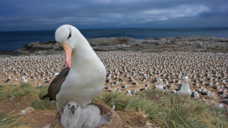 Популациите на диви животни се сриват по целия свят което