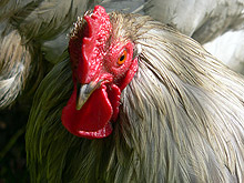 Убиха хиляди отровни кокошки в Германия