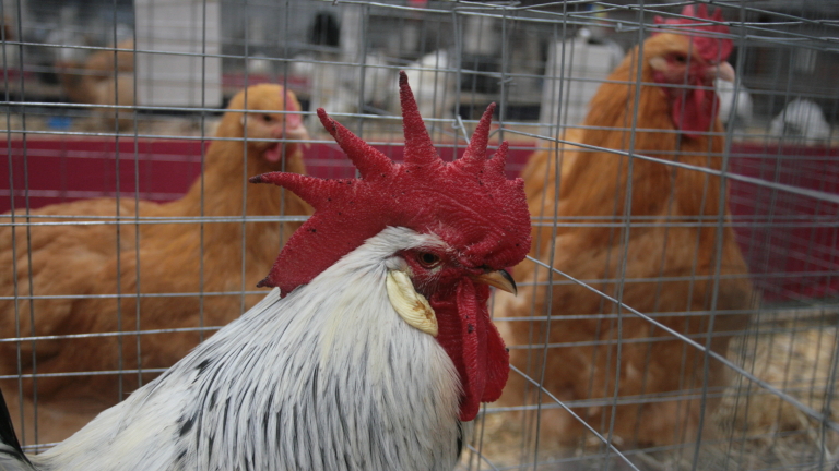 Хиляди умъртвени патици и кокошки в Пловдивско заради птичия грип 