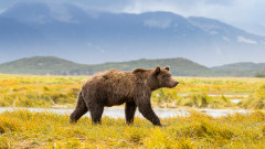 Ловец пострада тежко след нападение от мечка гризли в Канада