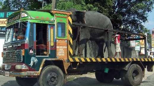 Полицаи арестуваха слонове