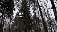 Франция алармира за опасен паразит, унищожаващ боровите гори