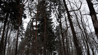 Френските власти алармират за микроскопичен червей който може да опустоши