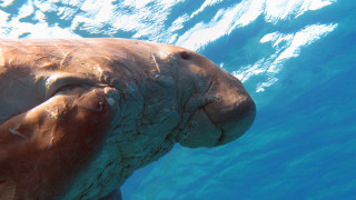 Моретата и океаните са дом на множество забележителни животински видове