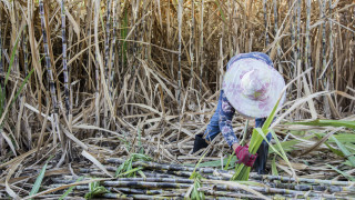 Една от основните суровини за много хранителни продукти захарта става