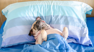 Сън Всички знаем колко се нуждаем от него но повечето