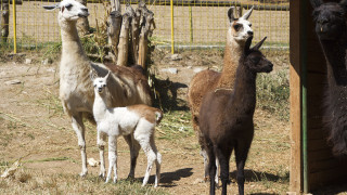 Трето поколение лами се чувства добре в Старозагорския зоопарк