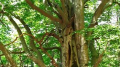 Обявиха две вековни дървета в Смолян за защитени 