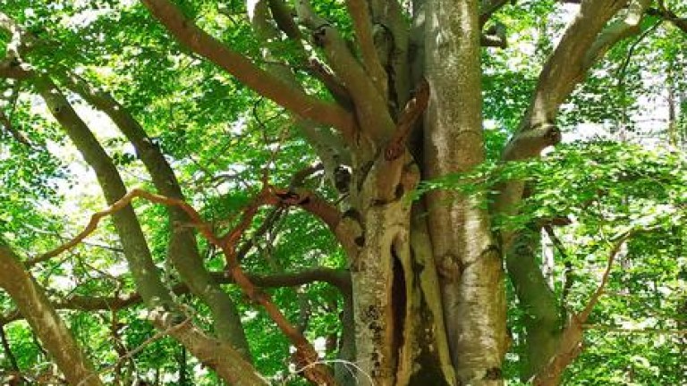 Две вековни дървета в Смолян - обикновен смърч и 0бикновен