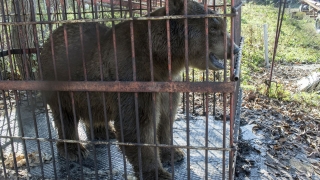 Наши ветеринари упоиха три циркови мечки в Сърбия