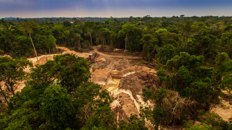 Обезлесяването на Амазония продължава: Рекордна сеч на дървета през януари 