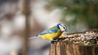 Защо някои птици поглъщат малки камъчета