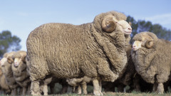 Овцата, от която остригаха 17 кг вълна