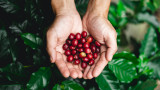  Европейски Съюз може да се сблъска с дефицит на кафе през 2025 година, поради свои правила 
