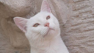 Когато един бездомен котарак прояви страхотна хитрост