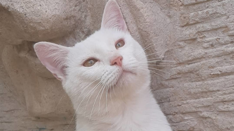 Когато един бездомен котарак прояви страхотна хитрост