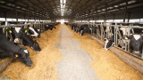  В Швейцария се разтревожиха: Кравите станали прекомерно огромни 