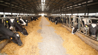 В Швейцария се разтревожиха: Кравите станали твърде големи