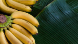  Бананите, обелките им и какво още можем да създадем с тях 