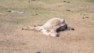 През лятото на 2017 г професор Ричард Кокс от Лондонския