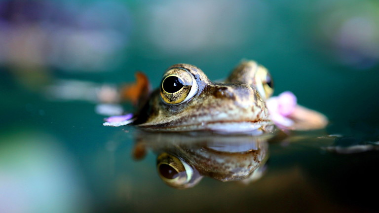 Френски съдия постанови шумните жаби да бъдат изгонени от село