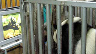 Оплождат женска панда изкуствено - мъжкият не проявил интерес