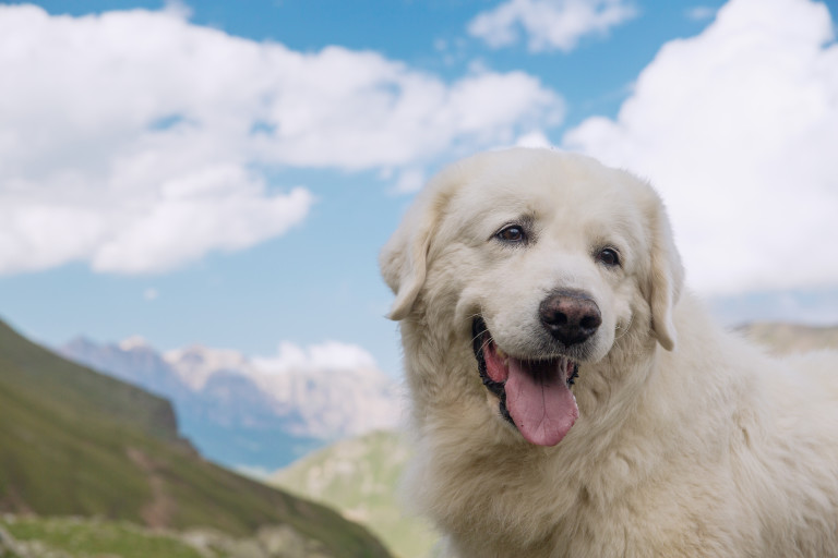 Маремска овчарка