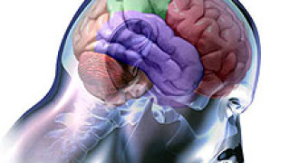 Чернодробните болести причиняват мозъчни увреждания