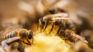 Умират ли пчелите, след като ни ужилят