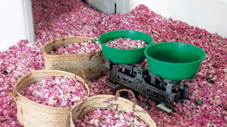 Парфюмерийните гиганти изкупиха розовото ни масло