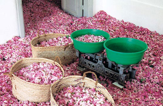 Отстояваме пред ЕК производството на розово масло 