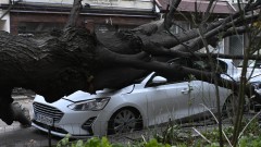 Дърво, натежало от снега, падна и изпотроши пет коли в Пловдив