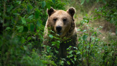Тези редки мечки (в Европа) са се адаптирали, за да бъдат по-дружелюбни и по-малко агресивни
