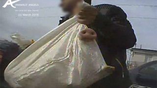 Международната неправителствена организация Анималс Ейнджълс Animals Angels сигнализира че на пазарите