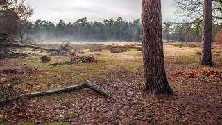 49-годишен мъж загина при сеч във Видинско
