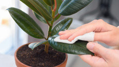 Как ефективно да почистим листата на растенията вкъщи