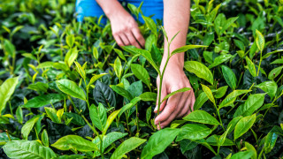 Шри Ланка планира да уреди дълга си за минал внос