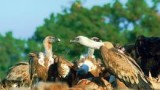 Белоглавите лешояди загнездиха в Стара планина