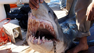 В Египет безсилни срещу акулите