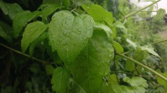 Жълт код за дъжд и гръмотевици за цяла България