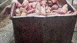 БАБХ спря 500 т негодни храни, 1.3 млн. яйца и тонове забранени торове и пестициди за 2 месеца