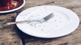 Как да се отървем от мравките без химикали