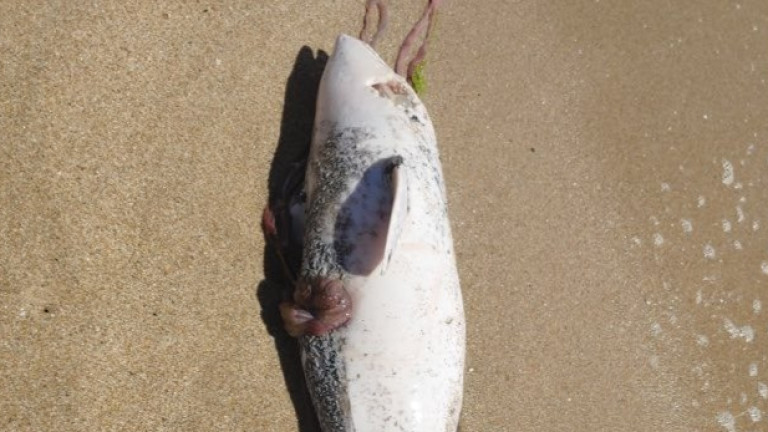 Изображение 489605